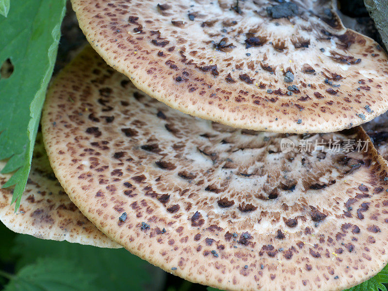 木耳(鳞Polyporus squamosus)